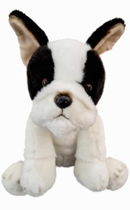 Pies Boston terier 30 cm